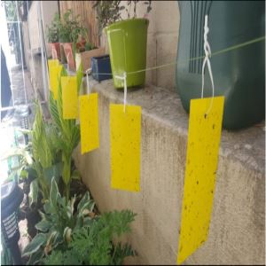 Enprime Fly Sticker Blue