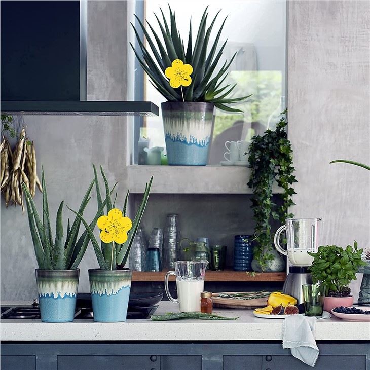 Whitefly, Fungus Gnat, Mosquito And Bug, Insect Catcher Traps For Indoor/Outdoor/Kitchen, 4 Shapes